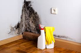 Best Water Damage & Mold Remediation  in Ada, MN